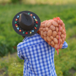 Agropecuária Grama Roxa Ltda