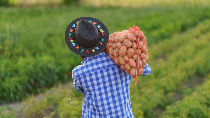 Agropecuária Grama Roxa Ltda